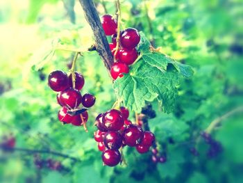 fruit