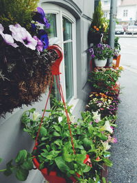 Plant growing on a wall