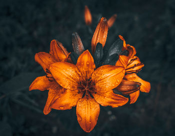 Close-up of orange flower