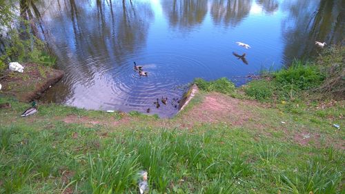 High angle view of swans swimming in lake