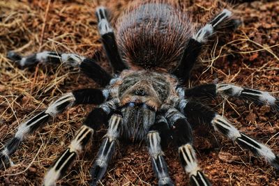 Close-up of spider