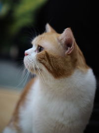 Close-up of cat looking away