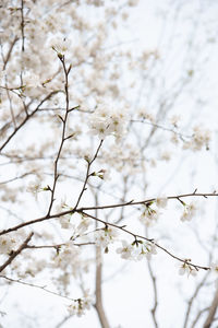 Low angle view of cherry blossom tree