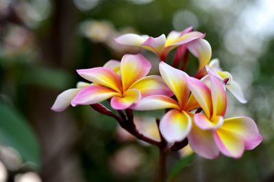 Close-up of pink frangipani flowers