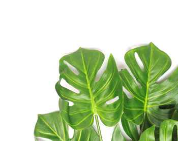 Close-up of green leaves against white background