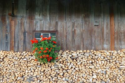 Flowers on wood