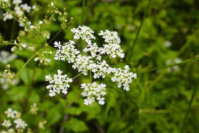 Close-up of white flowering plant