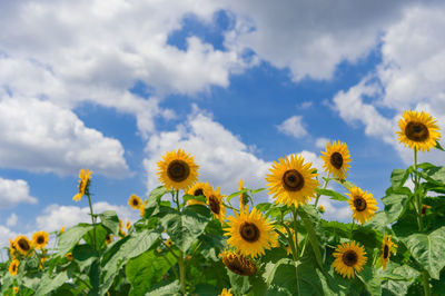 Close-up of yellow sunflower against sky