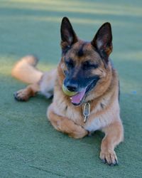 Portrait of dog sitting outdoors