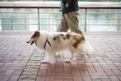 Midsection of owner walking with dog against lake