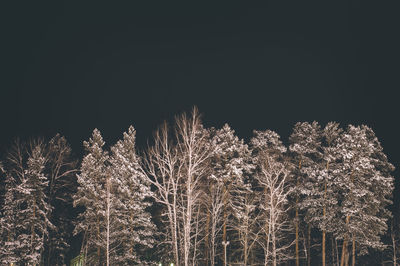 Low angle view of firework display at night