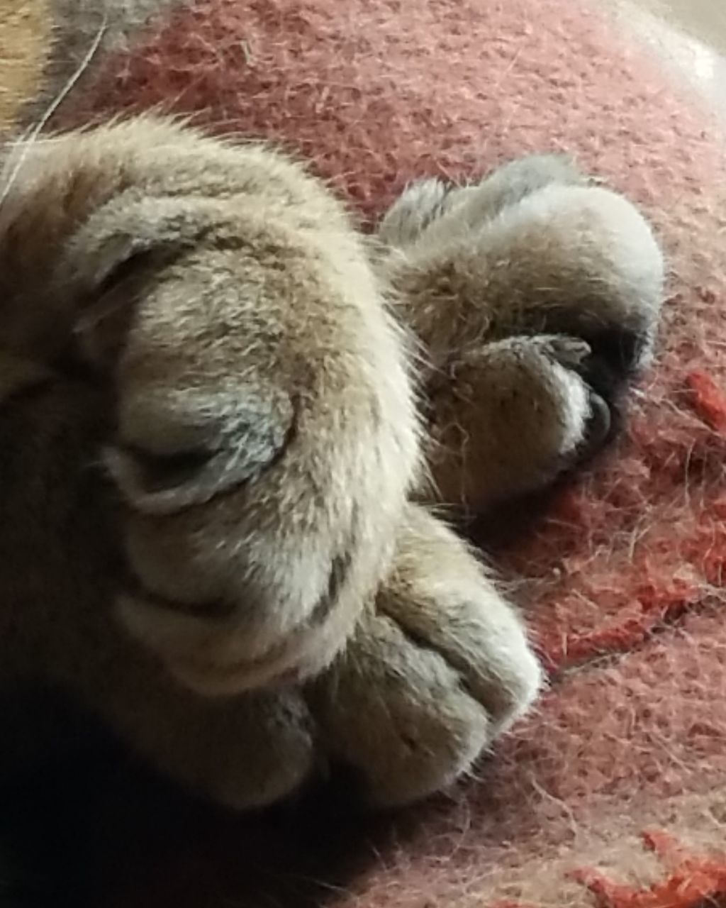 CLOSE-UP OF A CAT SLEEPING ON BED