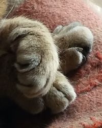 Close-up of cat sleeping