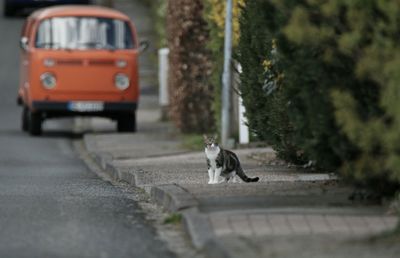 Cat on road