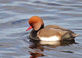 View of swan swimming in lake