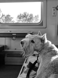 View of dog looking through car window