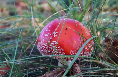 Close-up of fly agaric mushroom on field