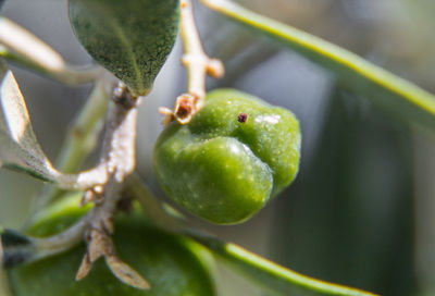 Close-up of green fruit on plant