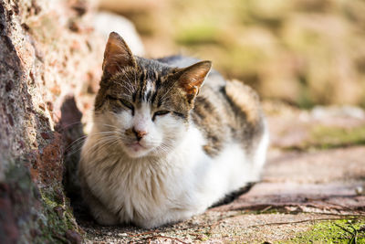 Close-up portrait of cat