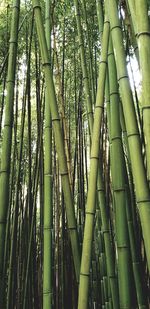 Low angle view of bamboo trees in forest