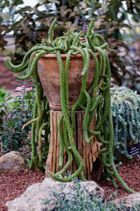 Close-up of succulent plant