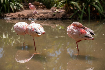 Magnificent flamingos in a lake 