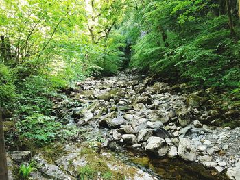 Scenic view of forest