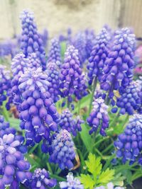 Close-up of purple flowering plants in park