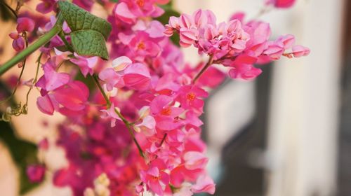 Close-up of bougainvillea flowers on tree