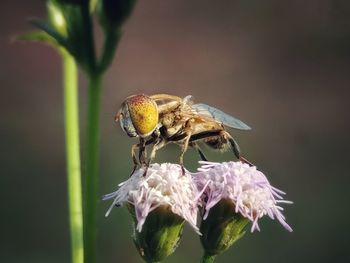 Close-up of insect on purple flower