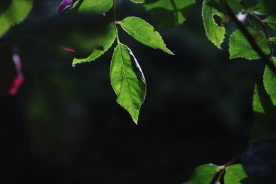 Close-up of plant