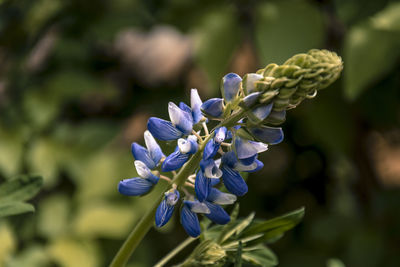 Close-up of purple flowering plant