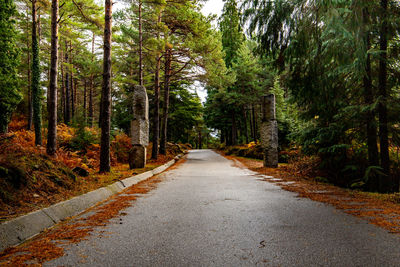 Empty road amidst trees in forest