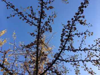 Low angle view of trees against clear blue sky