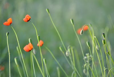 Close-up of red poppy flowers on field