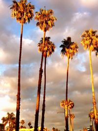 Low angle view of palm trees against sky