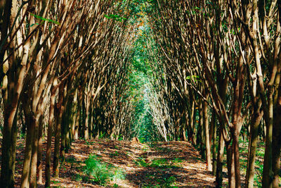 Low angle view of bamboo trees in forest