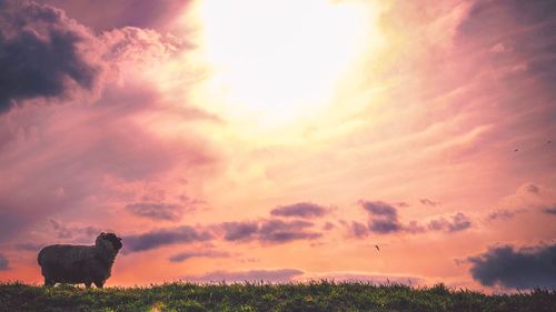 View of dog on field against sky during sunset