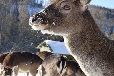 Fallow deer portrait