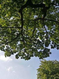Low angle view of trees