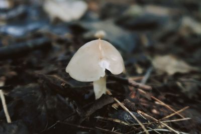 Close-up of mushroom growing on field