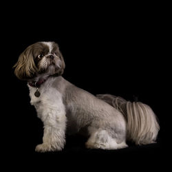 Dog sitting against black background