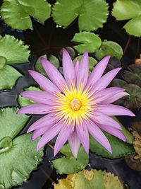 Close-up of lotus water lily in pond
