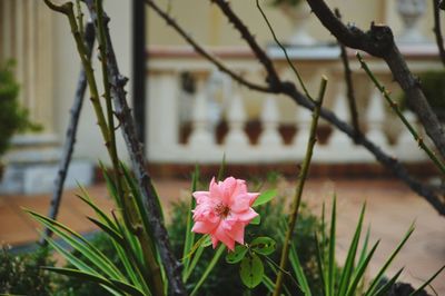 Close-up of pink flowering plant