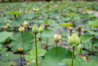 Close-up of lotus water lily