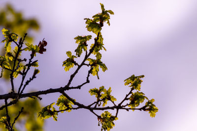 Low angle view of flowering plant against sky