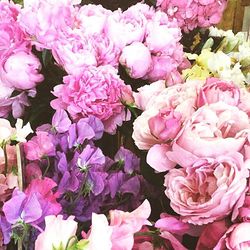 Full frame shot of pink roses