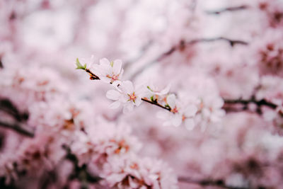 Close-up of pink cherry blossoms in spring