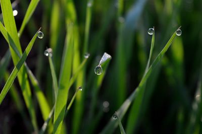 Close-up of water drops on grass