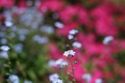 Close-up of fresh flower blooming in tree